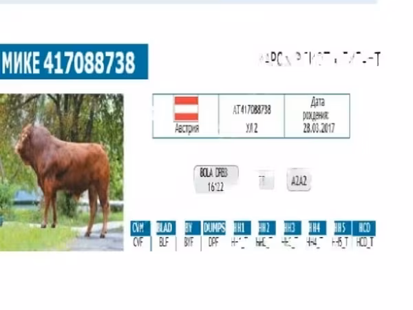 Bull, Cattle — Russia