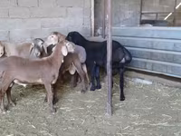 Montone, Arashan sheep — foto 8