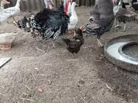Turkeys — عکس 3