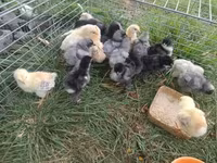 Brahma — foto 8