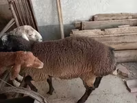 Vædder, Blackheaded Persian sheep — foto 2