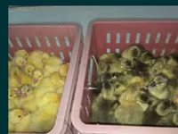 ليندا — الصورة 1