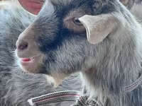 بز ماده, Saanen goat — عکس 2
