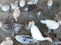 Turkeys — عکس 2