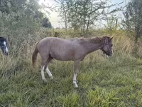 Cavallo, Cavalli — foto 1