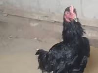Chickens — عکس 1