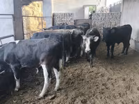 Toro, Karaku — foto 5