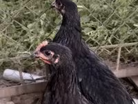 Australorp — foto 3