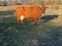 گاو ماده, Simmental cattle — عکس 4