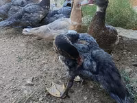 Ducks — foto 5