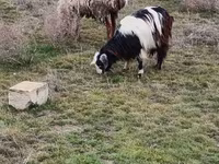 Capre (lotto, sesso non specificato), Saanen goat — foto 6