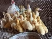 Ducks — акс 3