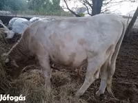 Byk, Charolais cattle — zdjęcie 1