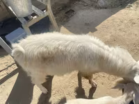 بز نر, بز — عکس 3