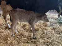 Ko, Holstein-race — foto 7