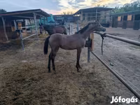 Caballo, Shagya — foto 4