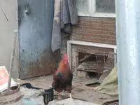 Chickens — Foto 4