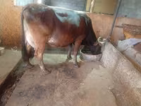 Vacă, Bovine — foto 7