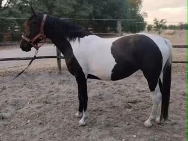 母马, Appaloosa