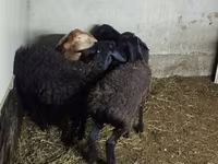 Ovce, Hissar sheep — foto 2