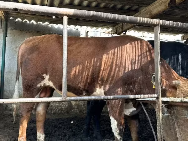 牛（ロット、性別未指定）, Simmental cattle