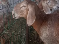 Får, Arashan sheep — foto 3