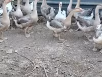 Geese — sawirka 1