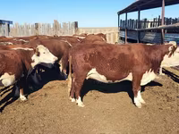 Lembu betina, Kazakh White-headed cow — foto 3