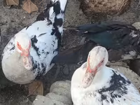 Ducks — foto 4