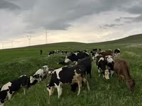 İnek, Simmental cattle — foto 2