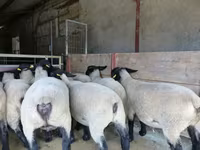 میش, White Suffolk sheep — عکس 2