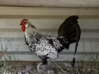 ሃምቡርግ — ፎቶ 1