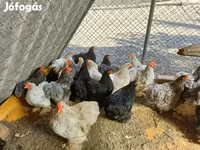 Pekinška bantam — fotografija 2