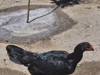 Chickens — foto 5