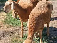 Owca, Owce — zdjęcie 1