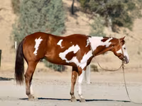ცხენი, American paint horse — ფოტო 3