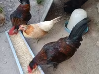 Chickens — عکس 4