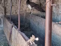 Turkeys — fotografija 6