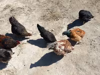Chickens — عکس 2