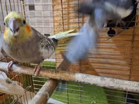 Salam 1 cüt korella quşu satılır yem qabı su qabı qəfəsi və yuvası var — รูปภาพ 5