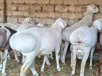 Kambing jantan, Sheep — foto 2