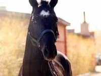 Kůň, Thoroughbred horse — foto 1