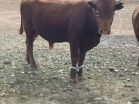 گاو نر, گاو سفیدسر قزاقستانی — عکس 3