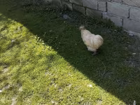 Silkie — foto 2