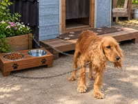 Spaniel erkək 3 yaş təcili satılır. Ünvan Maştağa qəsəbəsi. Real — الصورة 1
