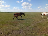 ม้าตัวเมีย, Kinsky horse — รูปภาพ 2
