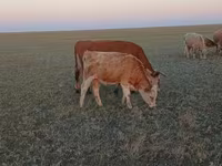 گاو ماده, Simmental cattle — عکس 5
