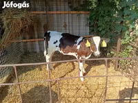 بقرة, سلالة هولشتاين — الصورة 2
