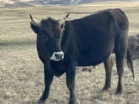 Toro, Ganado vacuno — foto 1