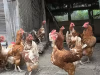 Chickens — zdjęcie 3